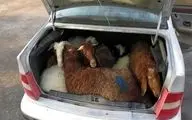 گوسفند پای ثابت معاملات خودرو شد!