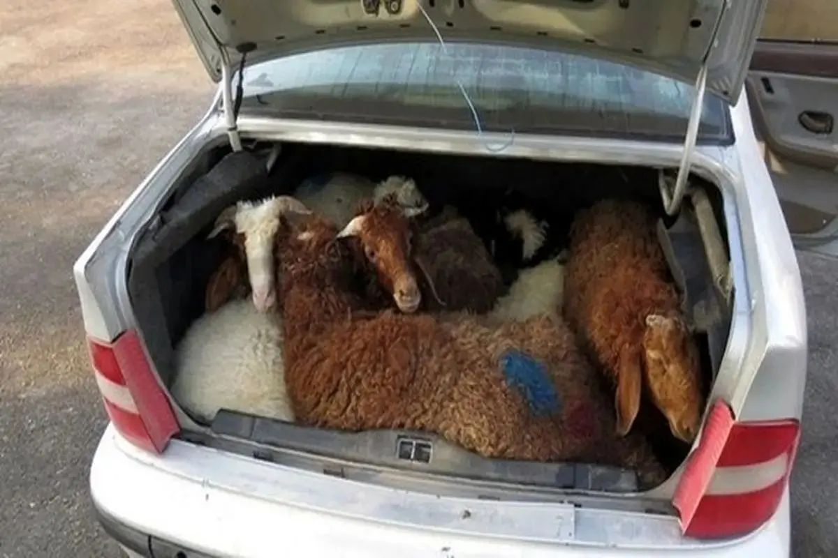 گوسفند پای ثابت معاملات خودرو شد!